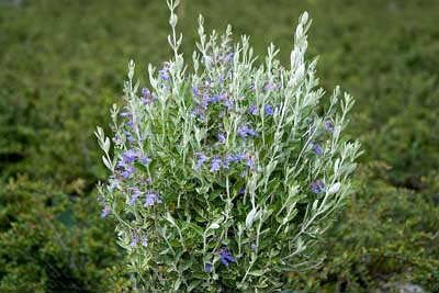 Zeytin Çalısı - Teucrium Fruticans 3'lü Set - Dekoratif Peyzaj Bitkisi