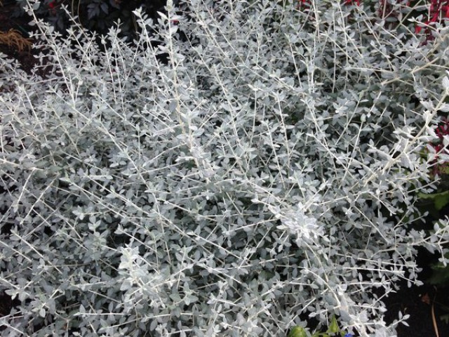 Zeytin Çalısı - Teucrium Fruticans 50'li Set - Dekoratif Peyzaj Bitkisi