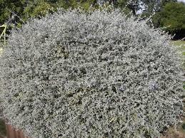 Zeytin Çalısı - Teucrium Fruticans 50'li Set - Dekoratif Peyzaj Bitkisi