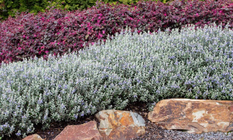Zeytin Çalısı - Teucrium Fruticans100'lü Set - Dekoratif Peyzaj Bitkisi