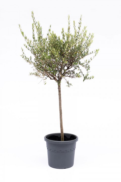 Zeytin Fidanı  Tijli Saksılı