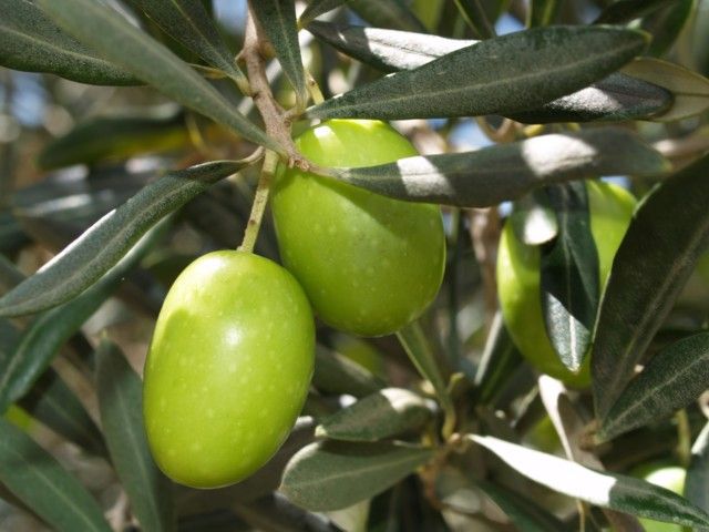 Zeytin (Gemlik) Fidanı Tüplü