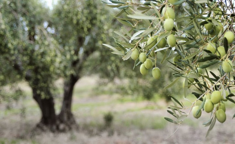 Zeytin (Gemlik) Fidanı Tüplü