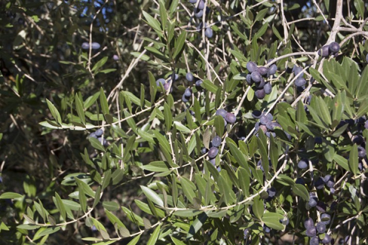 Zeytin (Gemlik) Fidanı Tüplü