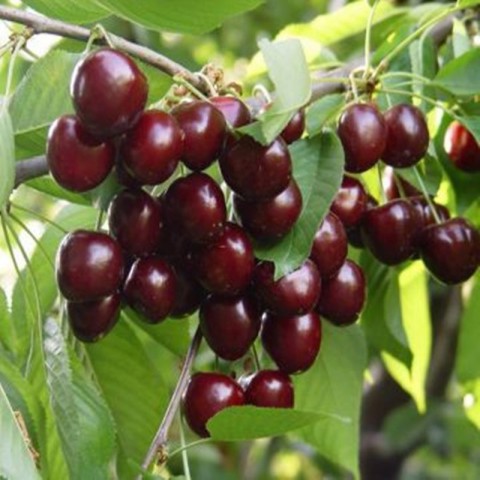 Ziraat 900 Kiraz Fidanı 3 Yaş Tüplü ve Aşılı