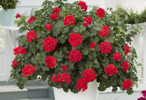 Sakız Sardunya – Pelargonium peltatum (Askılı Saksıda) Sakız Sardunya – Pelargonium peltatum (Askılı Saksıda)