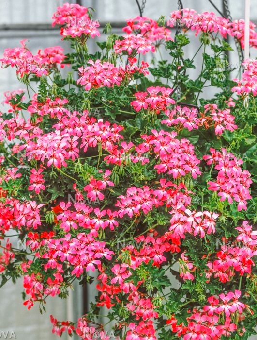 Sakız Sardunya – Pelargonium peltatum (Askılı Saksıda) Sakız Sardunya – Pelargonium peltatum (Askılı Saksıda)