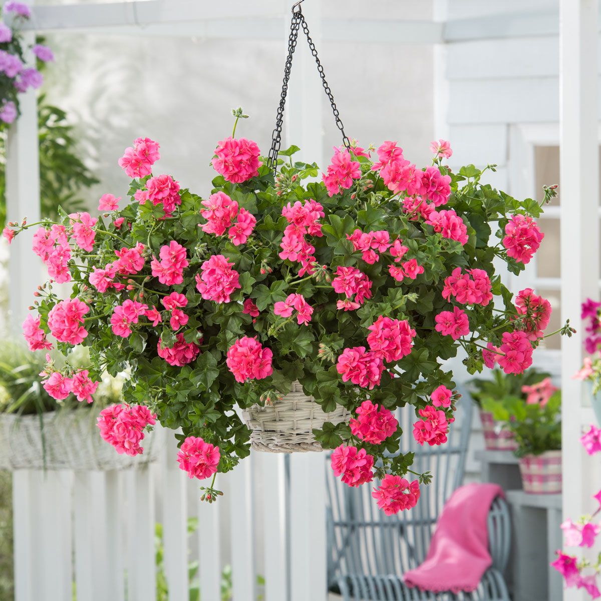 Sakız Sardunya – Pelargonium peltatum (Askılı Saksıda) Sakız Sardunya – Pelargonium peltatum (Askılı Saksıda)