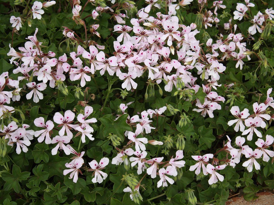 Sakız Sardunya – Pelargonium peltatum (Askılı Saksıda) Sakız Sardunya – Pelargonium peltatum (Askılı Saksıda)