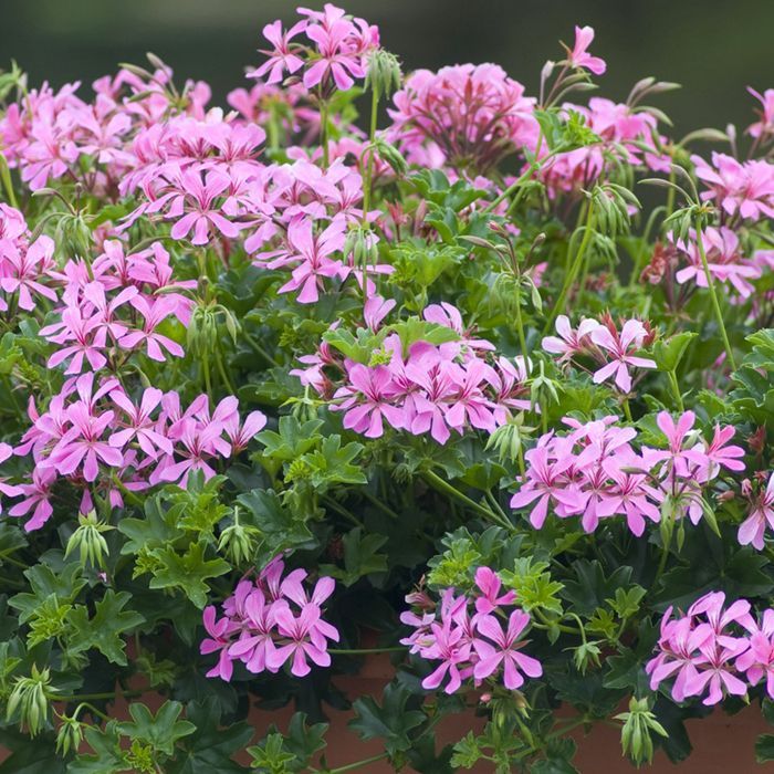 Sakız Sardunya – Pelargonium peltatum (Askılı Saksıda) Sakız Sardunya – Pelargonium peltatum (Askılı Saksıda)