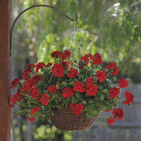 Sakız Sardunya – Pelargonium peltatum (Askılı Saksıda) Sakız Sardunya – Pelargonium peltatum (Askılı Saksıda)