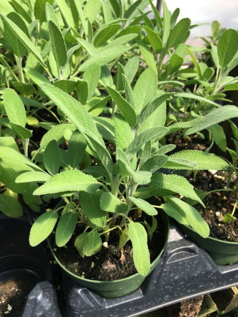 Saksıda Biberiye Adaçayı ve Kekik