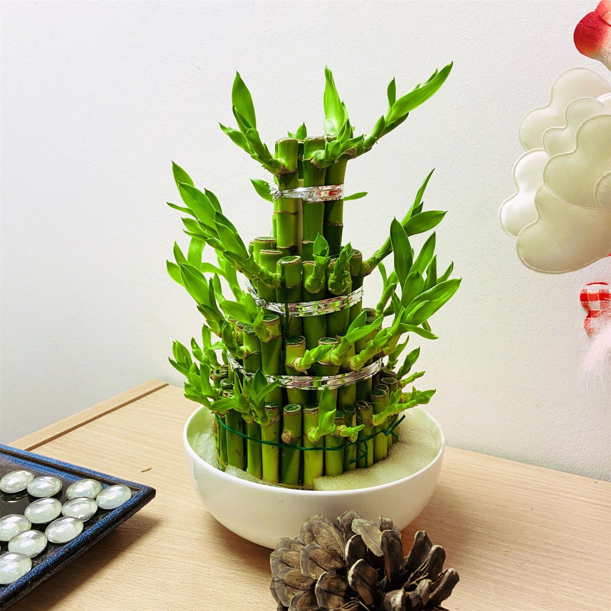 Şans Bambusu - Lucky Bamboo Şans Bambusu - Lucky Bamboo