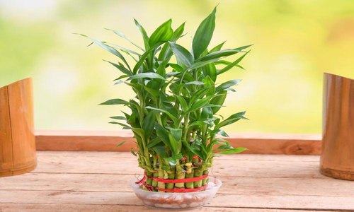 Şans Bambusu - Lucky Bamboo Şans Bambusu - Lucky Bamboo