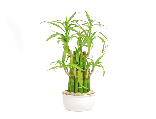 Şans Bambusu - Lucky Bamboo Şans Bambusu - Lucky Bamboo