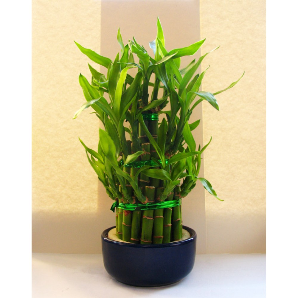 Şans Bambusu - Lucky Bamboo Şans Bambusu - Lucky Bamboo