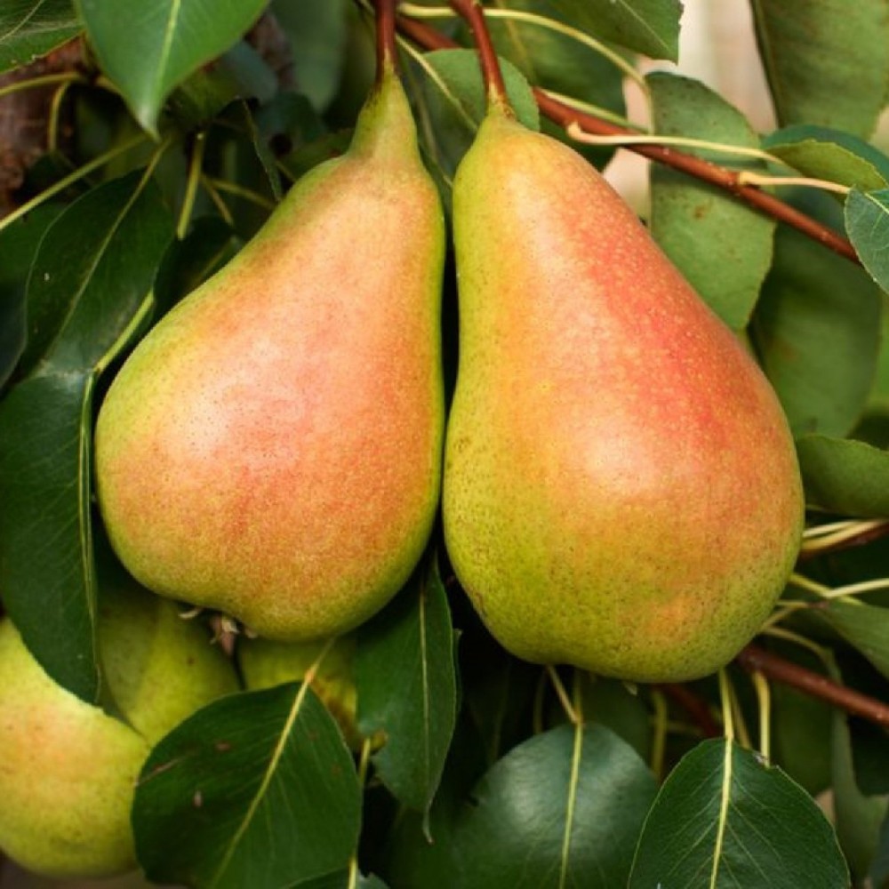 Santa Maria Armut Fidanı 3 Yaş Tüplü ve Aşılı Santa Maria Armut Fidanı 3 Yaş Tüplü ve Aşılı