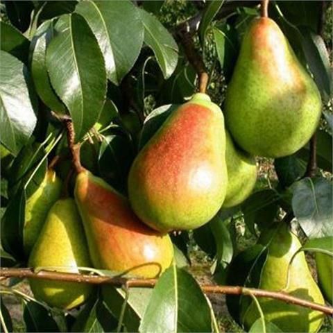 Santa Maria Armut Fidanı 3 Yaş Tüplü ve Aşılı Santa Maria Armut Fidanı 3 Yaş Tüplü ve Aşılı