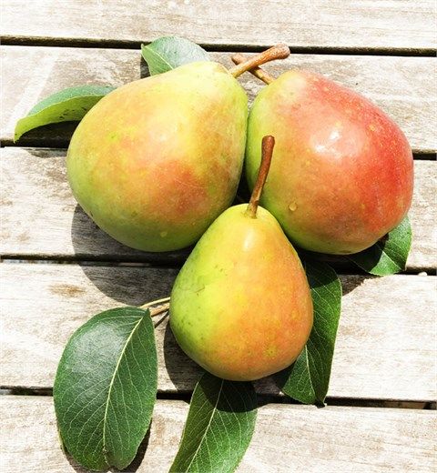 Santa Maria Armut Fidanı 3 Yaş Tüplü ve Aşılı Santa Maria Armut Fidanı 3 Yaş Tüplü ve Aşılı