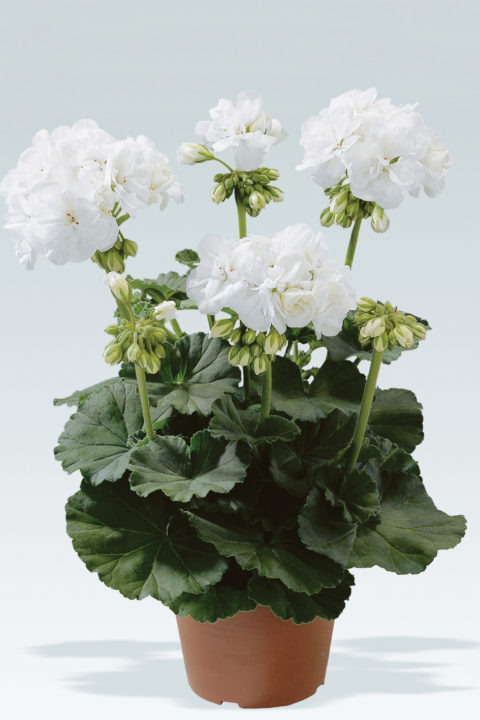 Sardunya Çiçeği Beyaz Renk 10 Adet Sardunya Çiçeği Beyaz Renk 10 Adet