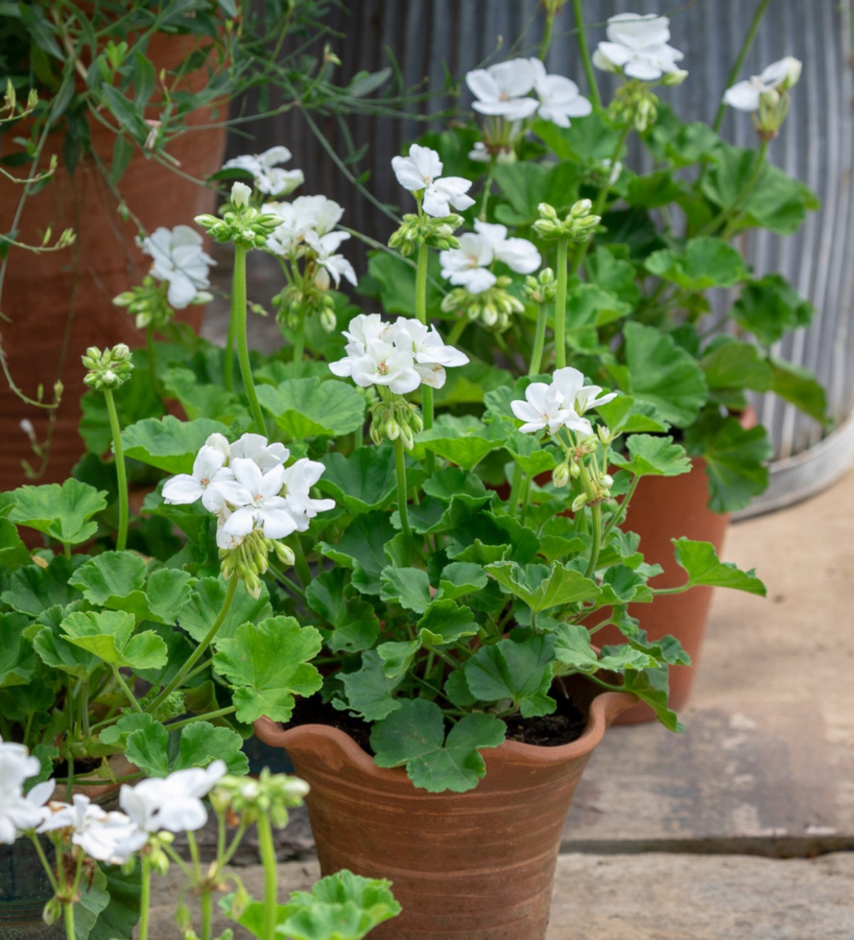 Sardunya Çiçeği Beyaz Renk 10 Adet Sardunya Çiçeği Beyaz Renk 10 Adet