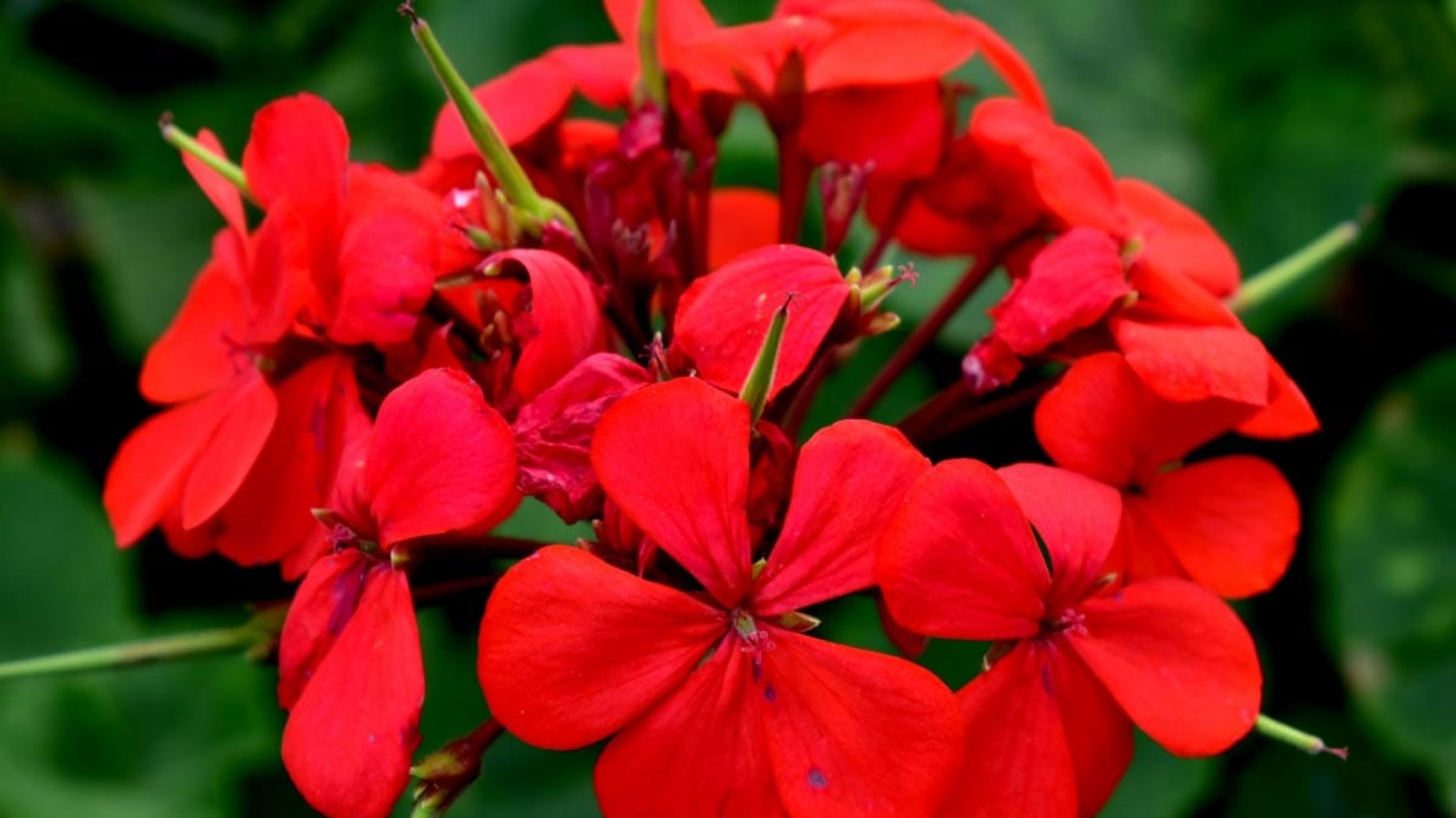 Sardunya Çiçeği Kırmızı Renk 10 Adet Sardunya Çiçeği Kırmızı Renk 10 Adet