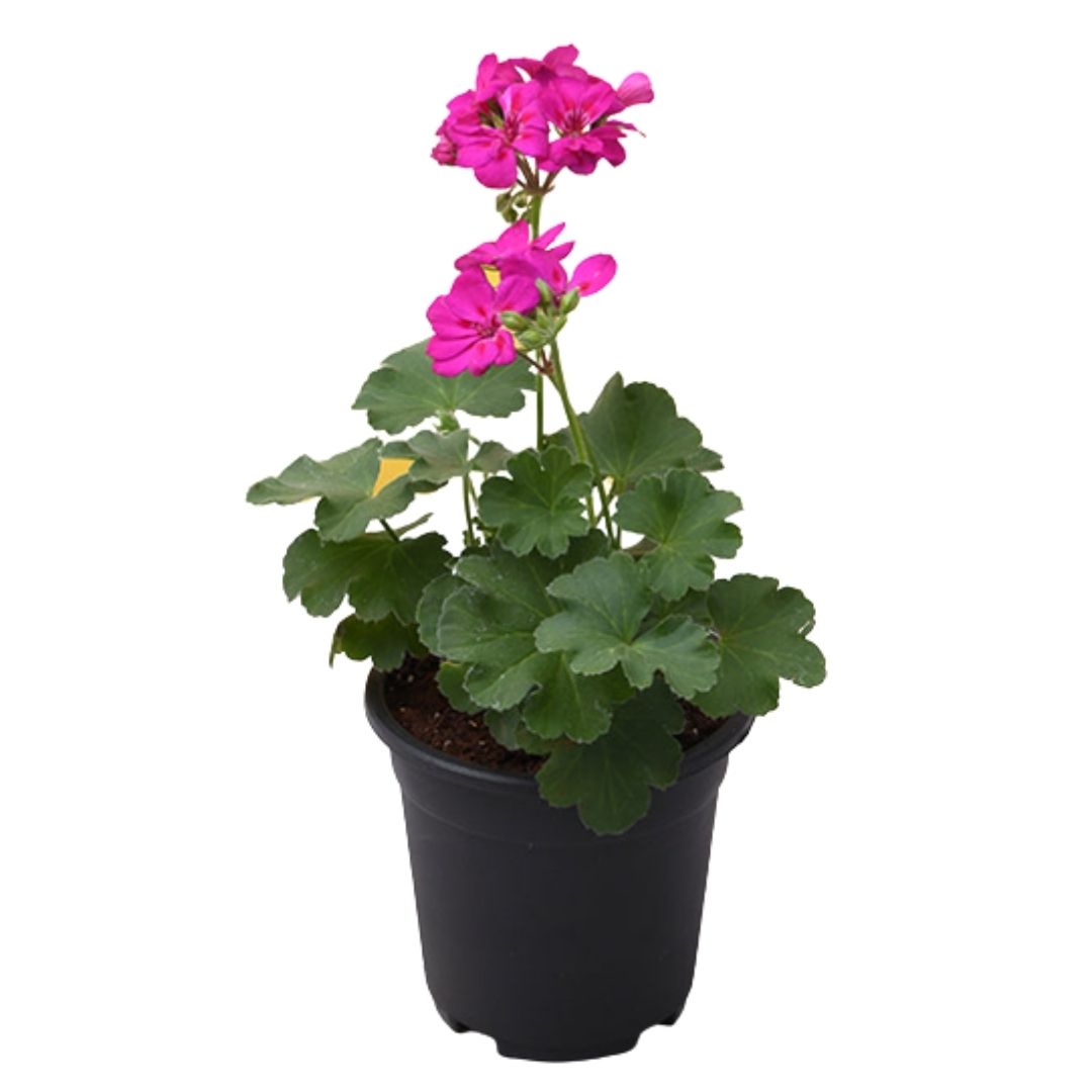 Sardunya Çiçeği Pembe Renk 10 Adet