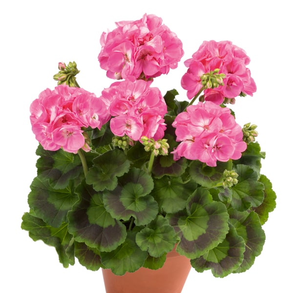 Sardunya Çiçeği Pembe Renk 5 Adet Sardunya Çiçeği Pembe Renk 5 Adet