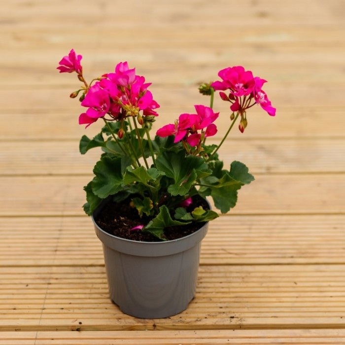 Sardunya Çiçeği Pembe Renk 5 Adet Sardunya Çiçeği Pembe Renk 5 Adet