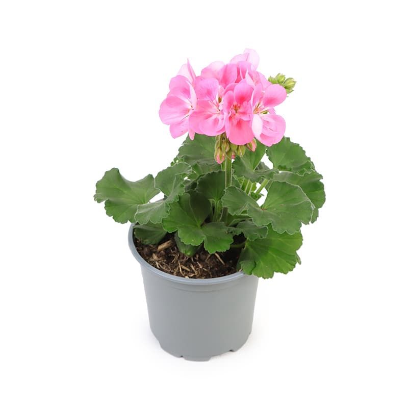 Sardunya Çiçeği Pembe Renk 5 Adet Sardunya Çiçeği Pembe Renk 5 Adet