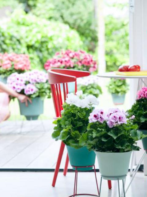 Sardunya- Pelargonium 5’li Karışık Renklerde 15cm