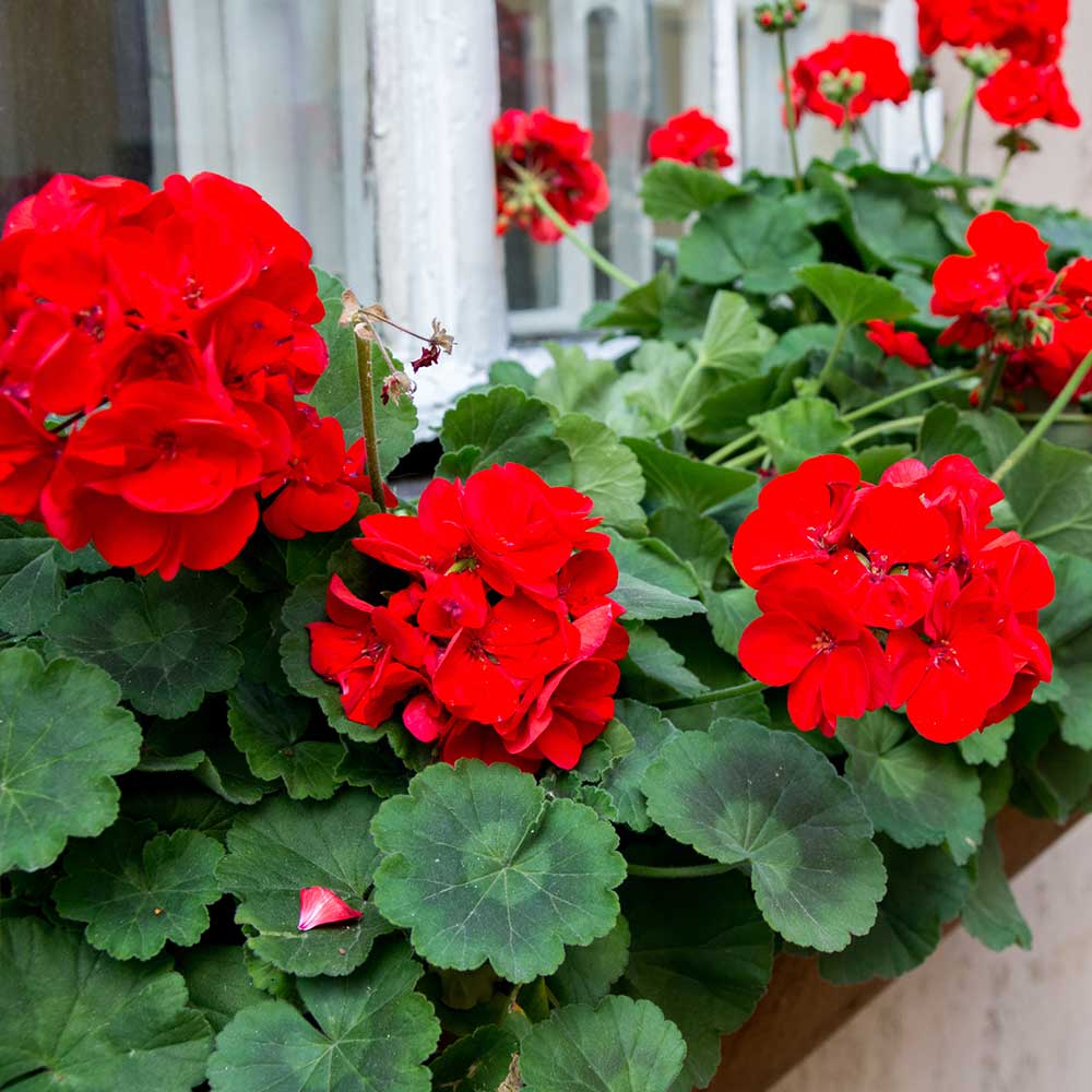 Sardunya- Pelargonium 5’li Karışık Renklerde 15cm