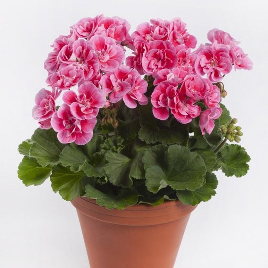 Sardunya- Pelargonium 5’li Karışık Renklerde 15cm