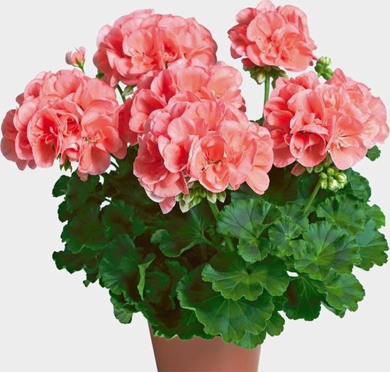 Sardunya- Pelargonium 5’li Karışık Renklerde 15cm