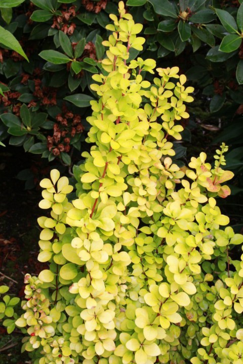 Sarı Berberis – Kadın Tuzluğu – Berberis Thunbergii Maria