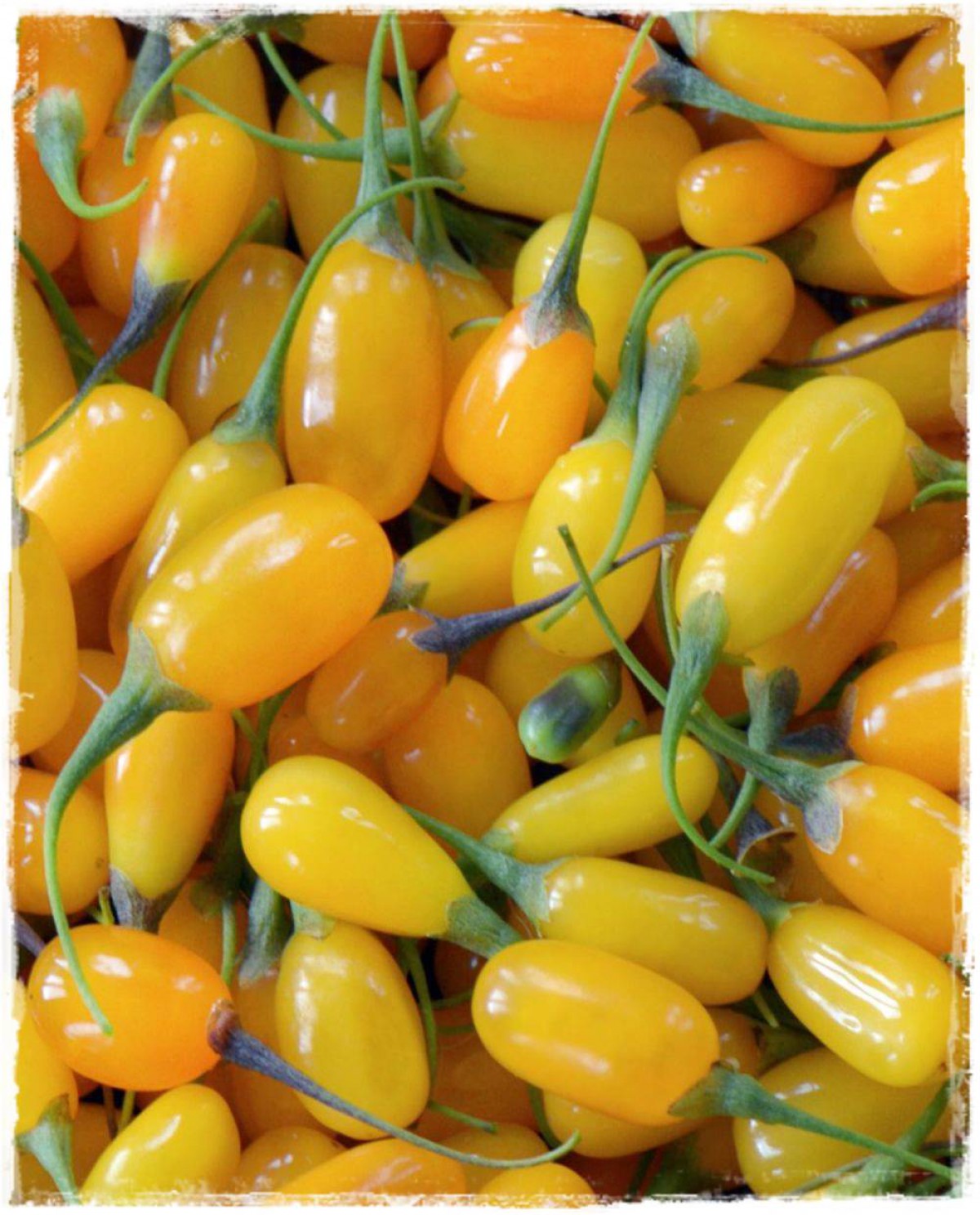 Sarı  Goji Berry Fidanı 2 Adet