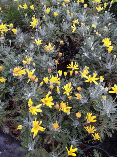 Sarı Papatya (Europs) 20 Adet Sarı Papatya (Europs) 20 Adet