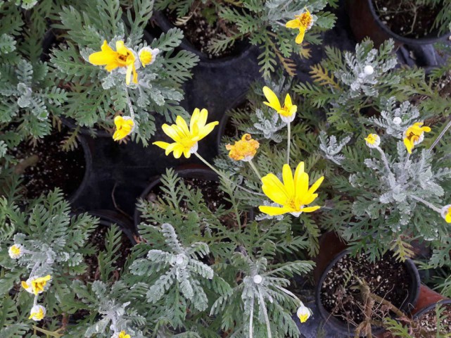 Sarı Papatya (Europs) 20 Adet Sarı Papatya (Europs) 20 Adet