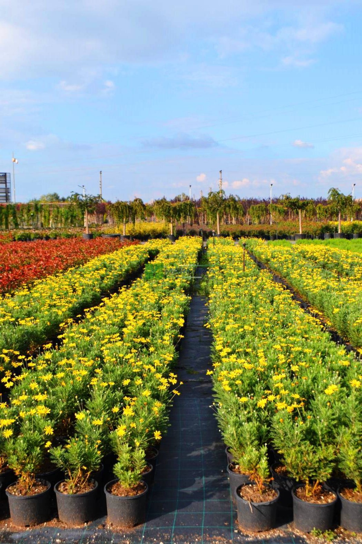 Sarı Papatya (Europs) 20 Adet Sarı Papatya (Europs) 20 Adet