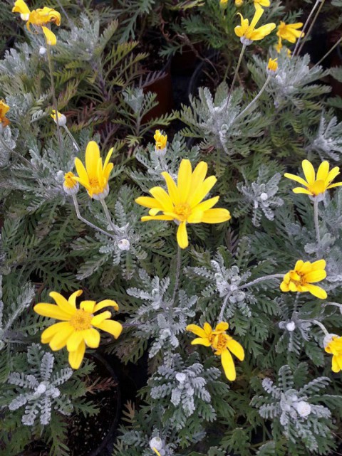 Sarı Papatya (Europs) 5 Adet Sarı Papatya (Europs) 5 Adet