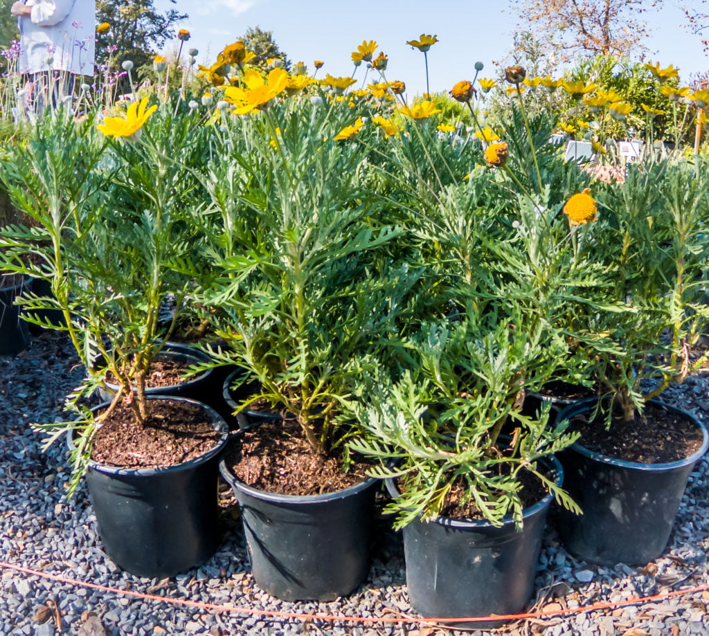 Sarı Papatya (Europs) 5 Adet Sarı Papatya (Europs) 5 Adet