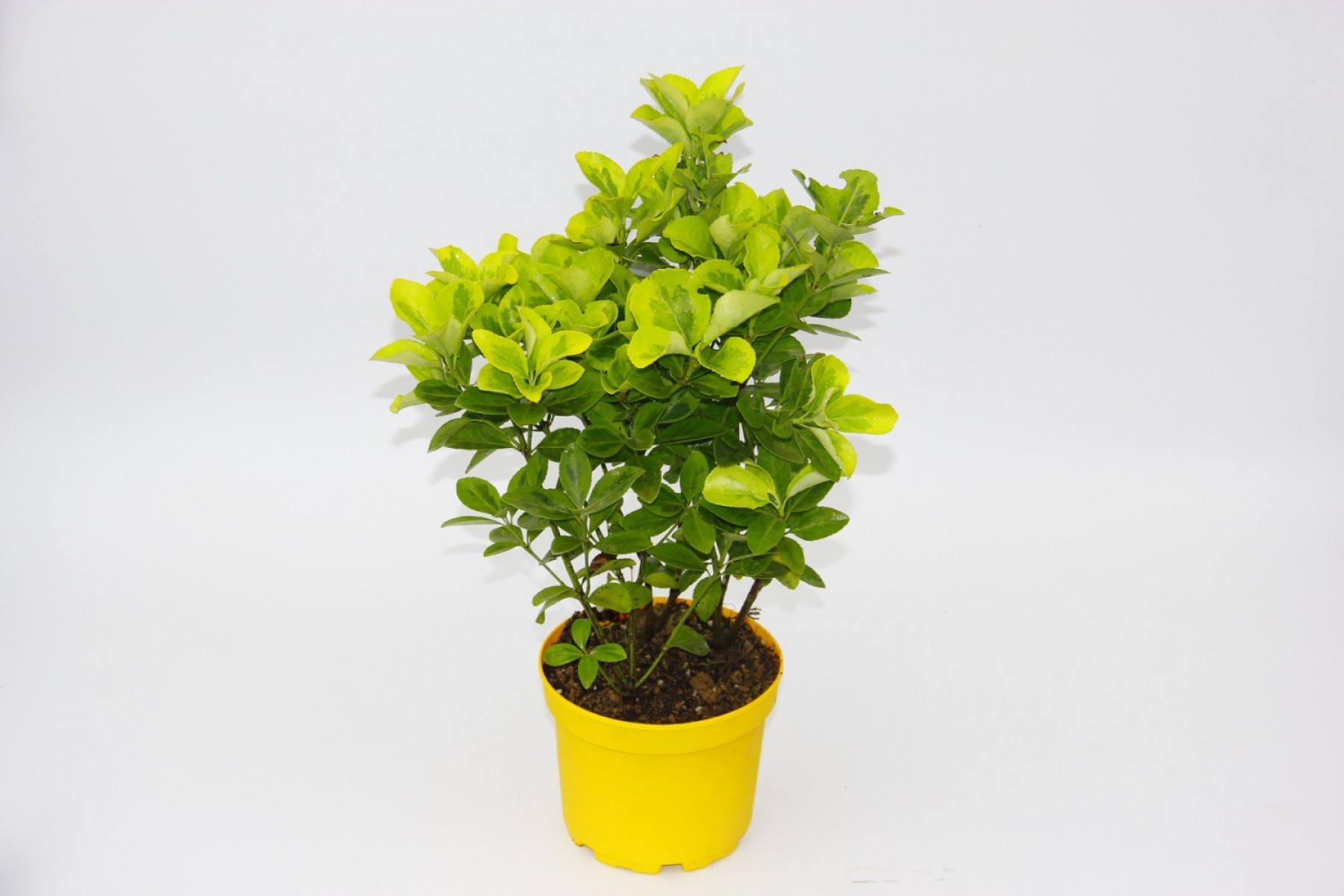 Sarı Saksıda Gold Taflan Euonymus 10 Adet