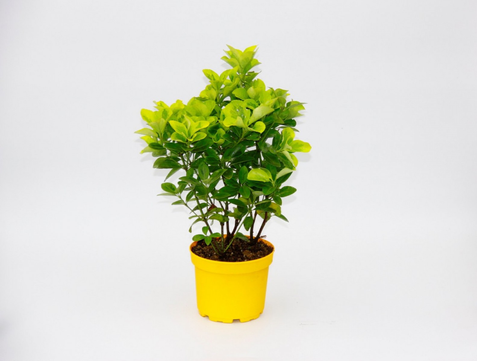 Sarı Saksıda Gold Taflan Euonymus 5 Adet