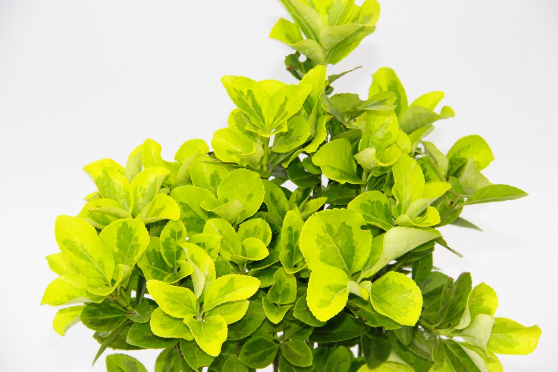 Sarı Saksıda Gold Taflan Euonymus