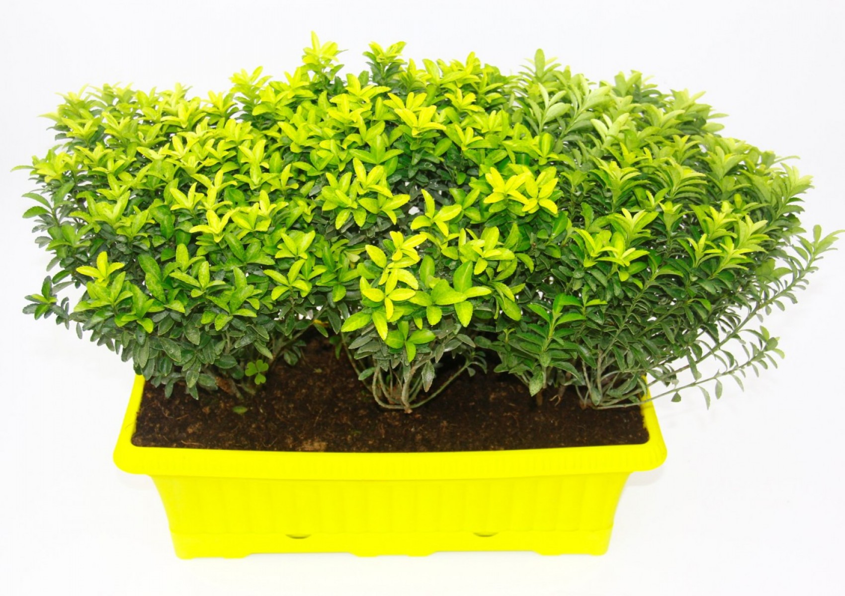 Sarı Saksıda Seperatör Bitki - Altuni Çıtır Taflan Sarı Saksıda Seperatör Bitki - Altuni Çıtır Taflan
