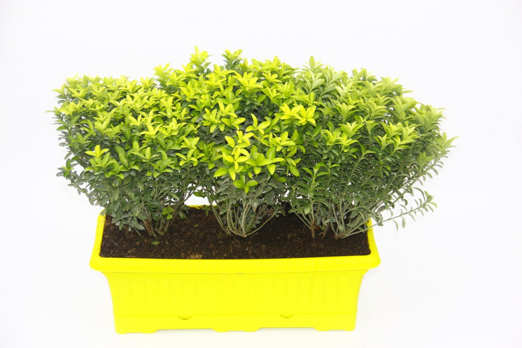 Sarı Saksıda Seperatör Bitki - Altuni Çıtır Taflan Sarı Saksıda Seperatör Bitki - Altuni Çıtır Taflan