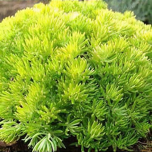 Sarı Sedum - Sedum mexicanum 45 Adet
