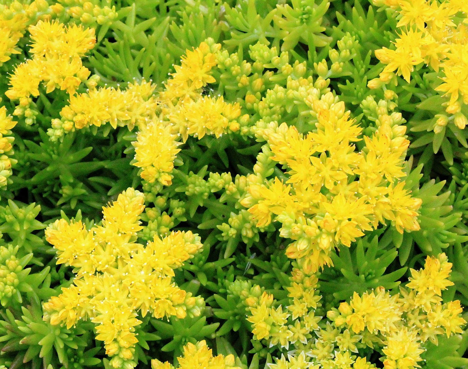 Sarı Sedum - Sedum mexicanum 90 Adet Sarı Sedum - Sedum mexicanum 90 Adet