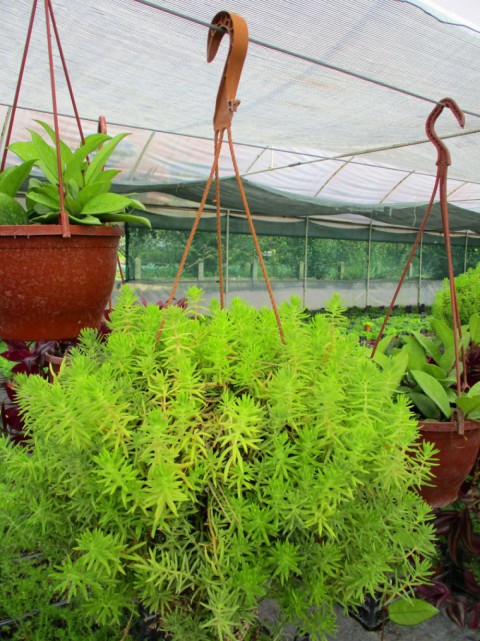 Sarı Sedum - Stonecrop Askılı Saksıda 2 Adet Sarı Sedum - Stonecrop Askılı Saksıda 2 Adet