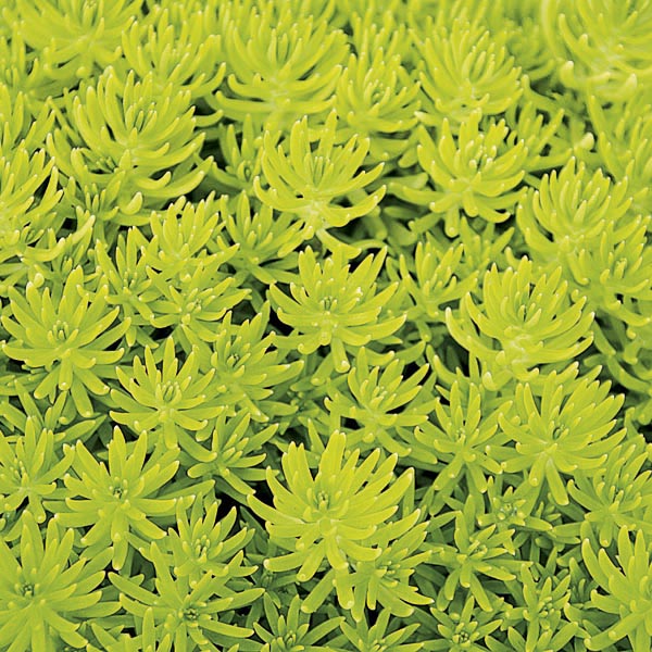 Sarı Sedum - Stonecrop Askılı Saksıda 3 Adet Sarı Sedum - Stonecrop Askılı Saksıda 3 Adet